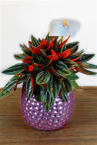 Peperomia Caperata (Zümrüt Dalgası)