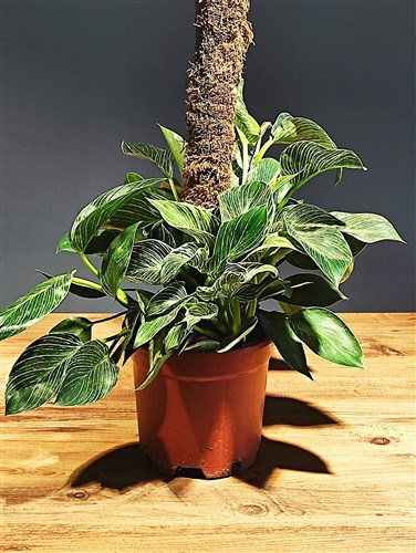 Philodendron (70 cm)