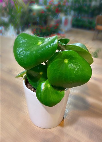 Pilea - Seramik Saksılı (Para Çiçeği)