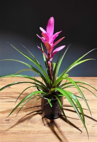 Pink Quill Tillandsia (Siyah Seramikli)