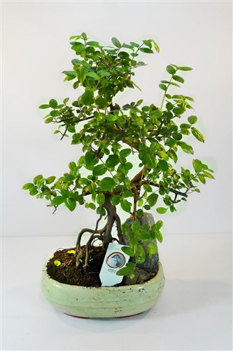Premium Bonsai (45 cm) - Mikado Tesçilli