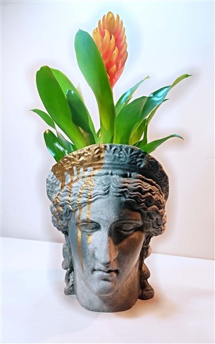 Prens Arthur Döküm Saksı içerisinde Canlı Guzmanya