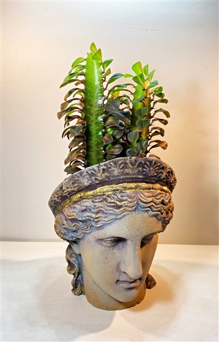 Prens Arthur Döküm Saksı içerisinde Canlı Kaktüs