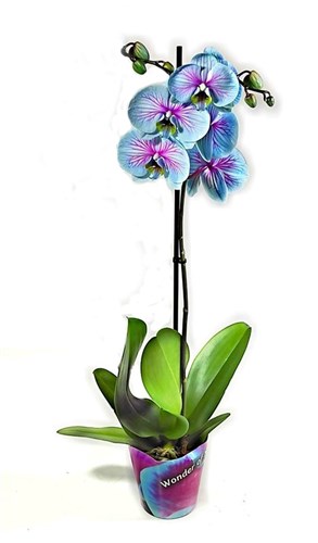 Prenses Orkide (Queen Orchids) sınırlı sayıda