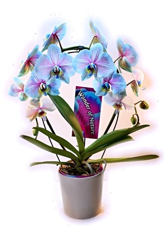 Queen Premium Orkide