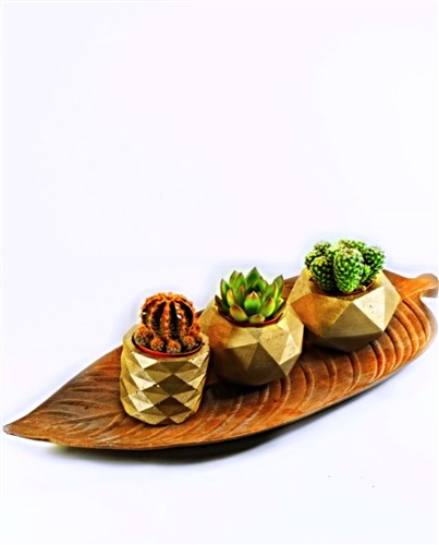 Rosegold-Store-Handmade-No-21-3'lü Sukulent