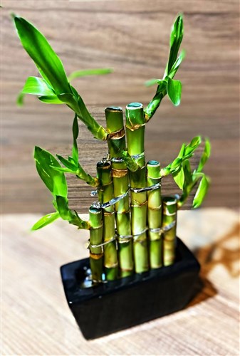 Şans Bambusu (Mart 2023)