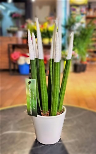 Sanseveria (Kılıç Çiçeği) 35 cm Beyaz