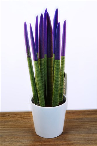 Sanseveria (Kılıç Çiçeği) 42 cm Mor