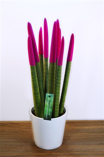 Sanseveria (Kılıç Çiçeği) 42 cm Pembe