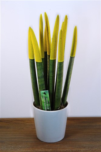 Sanseveria (Kılıç Çiçeği) 42 cm Sarı