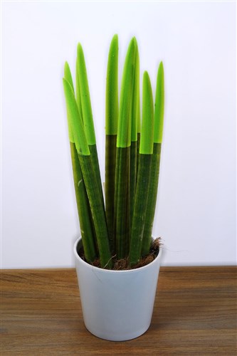 Sanseveria (Kılıç Çiçeği) 42 cm Yeşil