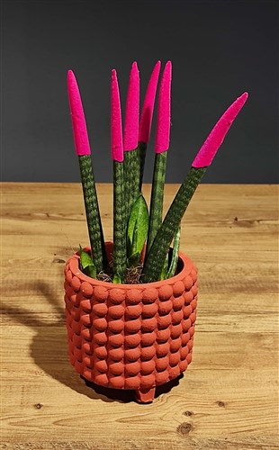 Sanseveria Pembe (Saksılı)