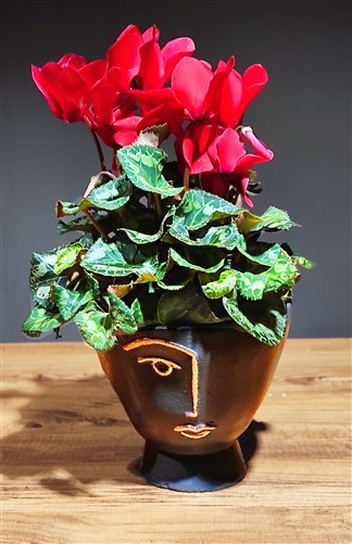 Seklamen - Rabbit Ear Red (With Decorative Pot)