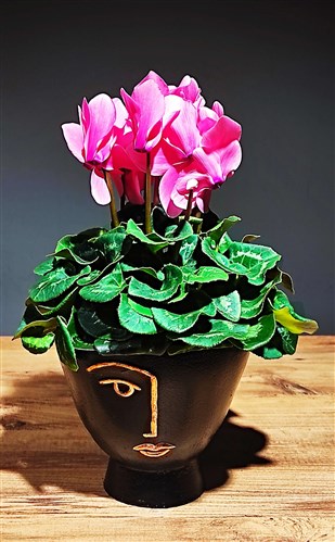 Seklamen - Rabbit Ear Pink (With Decorative Pot)