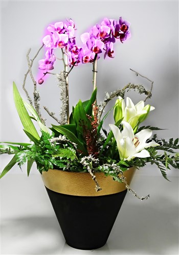 Seramik saksı içerisinde Orkide - Saklı Cennet