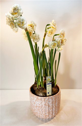 Seramik Saksıda 5 soğanlı Nergis