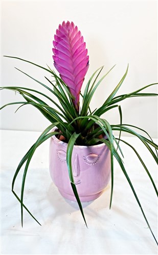 Seramik Saksılı Canlı Tilandsia (2024)