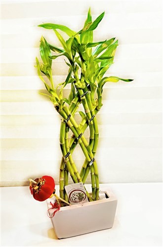 Seramik Saksılı Örgülü Şans Bambusu I (40 cm.)