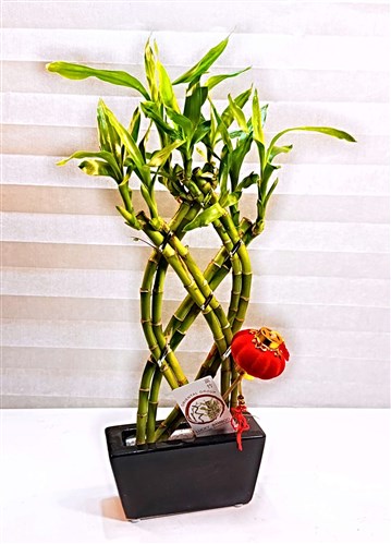 Seramik Saksılı Örgülü Şans Bambusu II (40 cm.)