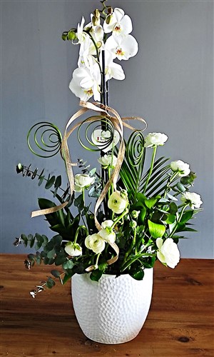 Seramik Saksılı Orkide ve Lişyantus Arajmanı