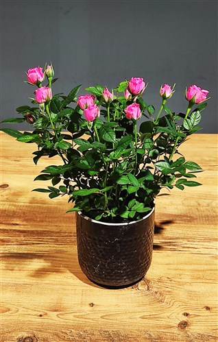 Seramik saksılı Pembe Gül