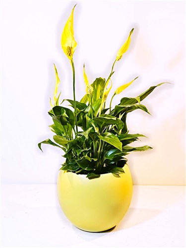 Seramik Saksılı Sarı Renk Spatafilyum (50 cm.)