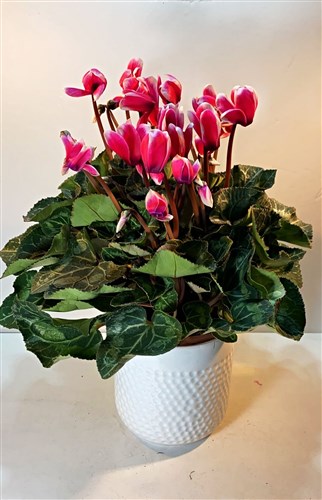 Ceramic Pink Seklamen