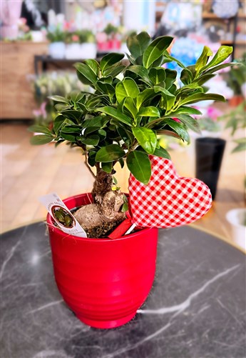 Sevgililer Günü Özel Bonsai