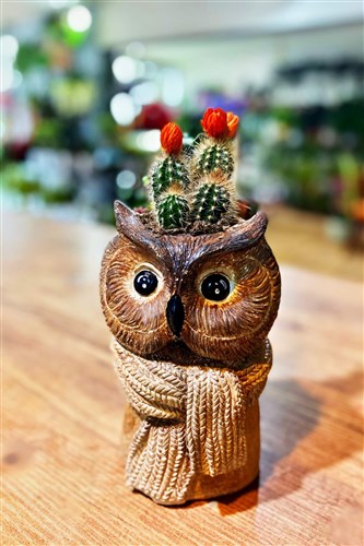 Sevimli Atkılı Baykuş Ve Kaktüs