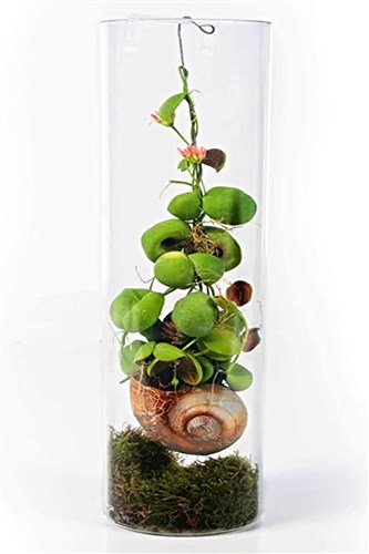 Snaily - Dischidia (40 cm.)