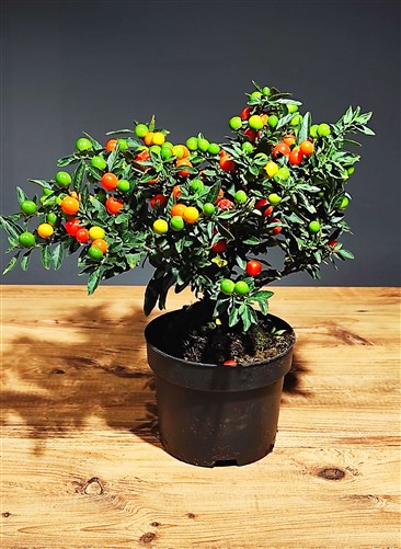 solanum