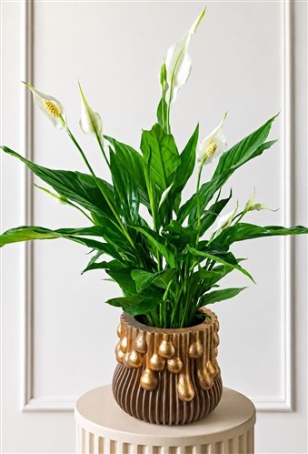 Spathiphyllum (Dekoratif Döküm Saksılı)