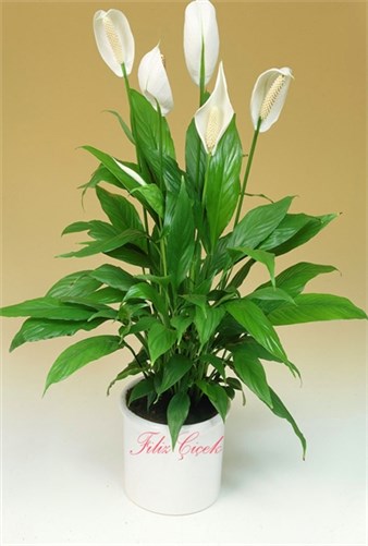 Spathiphyllum