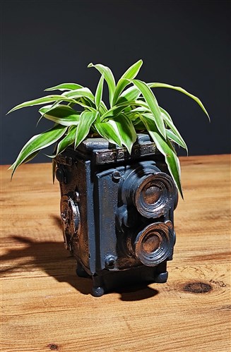 Spider Plant