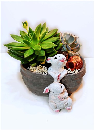 Sukulent Bitkileri (Oyuncu Tayşanlar Döküm Saksıda)