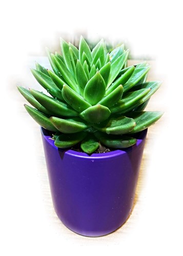 Sukulent Büyük Boy (Seramik Saksılı)