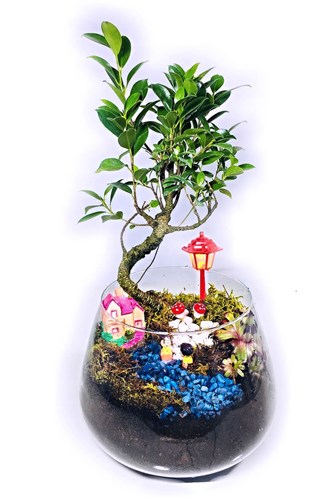 Teranium Bonsai