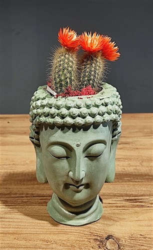 Tibet - Buda saksı içinde canlı Kaktüs