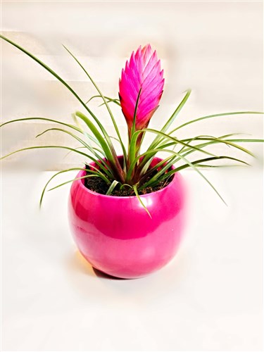 Tilandasia Red