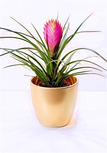 Tilandsia (Altın Renk Seramik Saksılı)