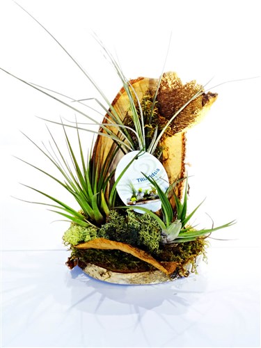 Tilandsia Bitkisi (USA Kanyon Bitkisi)