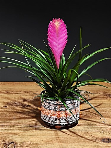 Tilandsia (with ceramic pot) 30 cm