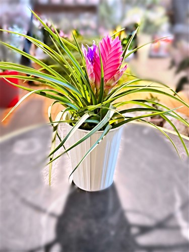 Tilendisa (Seramik Saksılı)