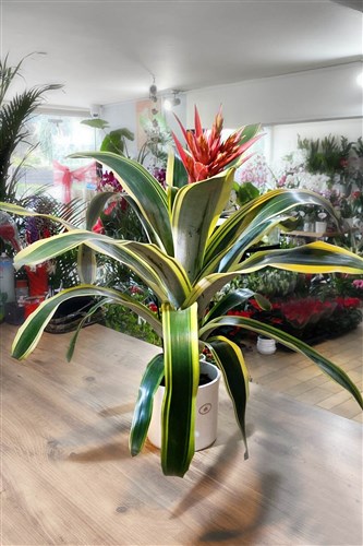 Tillandsia Bromelia (Seramik Saksılı)