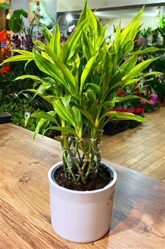 Tropik Dracena Bambu 2 (Seramikli)