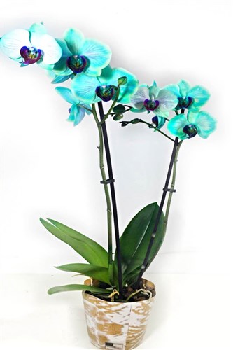 Turkuaz Renkli Orkide (Özel sürüm - sınırlı sayıda)
