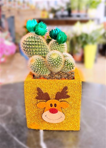 New Year Cactus Series (171)
