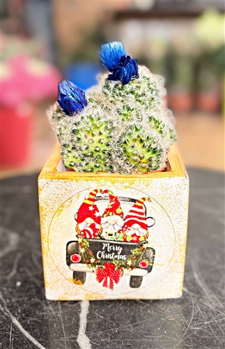 New Year Cactus Series (230)