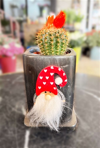 New Year Cactus Series (240)